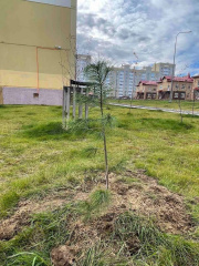 tree-seedlings_04