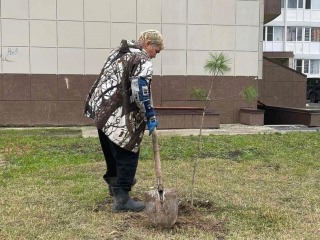 tree-seedlings_05